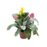 Coquetel Bromelia Variada
