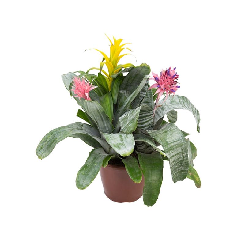 Coquetel-Bromelia-Variada