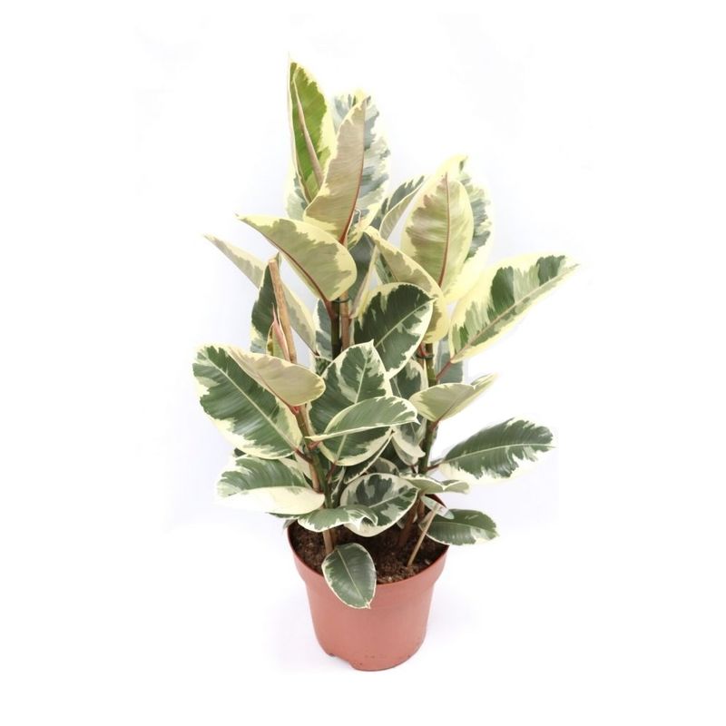 Ficus-Elastica-Tineke-P24