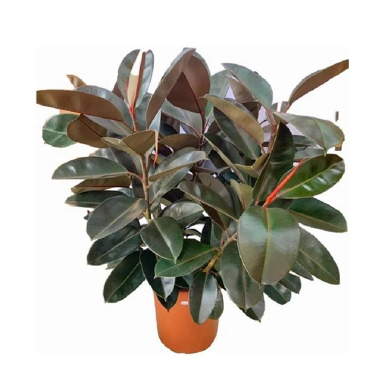 Ficus-Elastica-Burgundy-P24