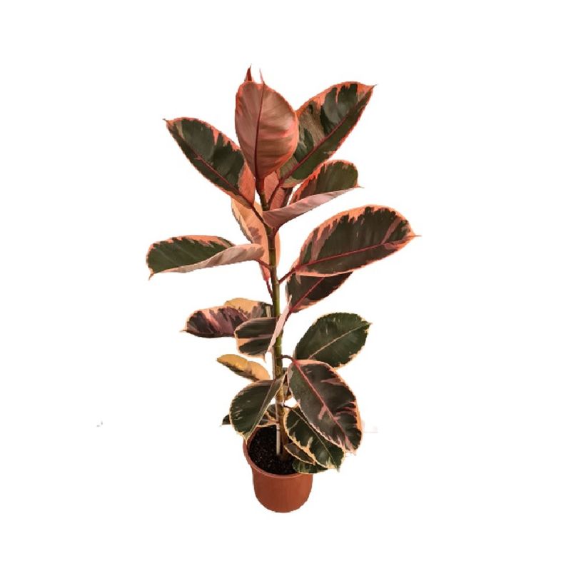 Ficus-Elastica-Ruby-P24