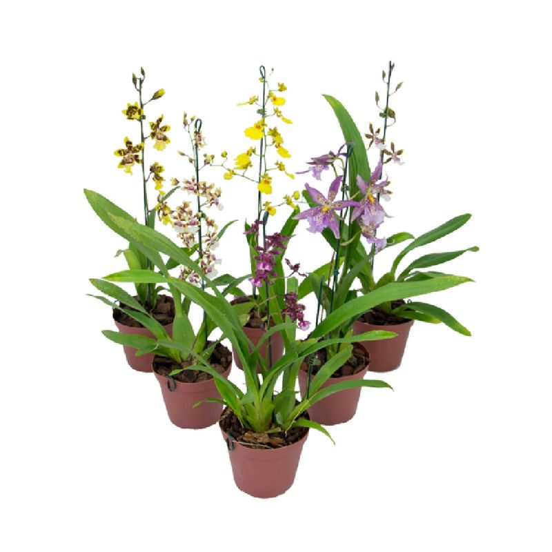Orquidea-Oncidium-Variado