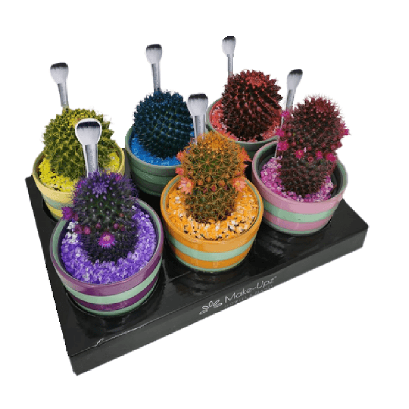 Cactus-Variado-Ceramica-Premium