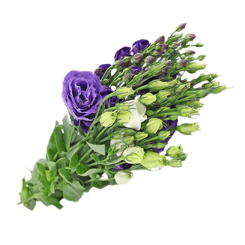 Lisianthus-Maco