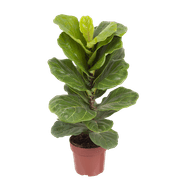Ficus Lyrata Bambino Pt15