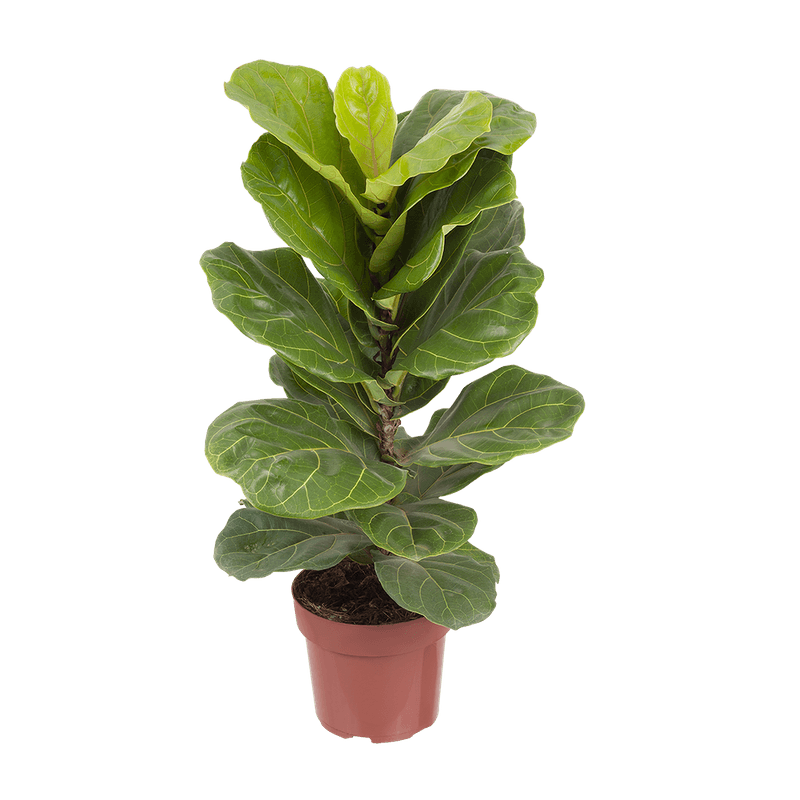 Ficus-Lyrata-Bambino-Pt15