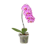 Orquidea Phalaenopsis Cascata