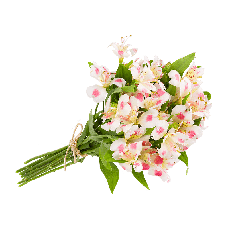 Alstroemeria-Nacional-Maco-Com-10