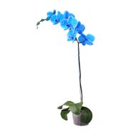 Orquidea Phalaenopsis Azul