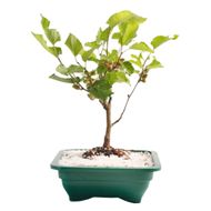 Bonsai Jovem Fruta