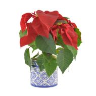 Poinsetia Pote 11