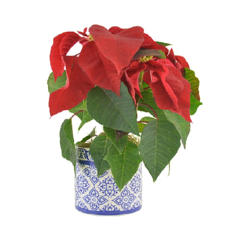 Poinsetia-Vermelha-P11