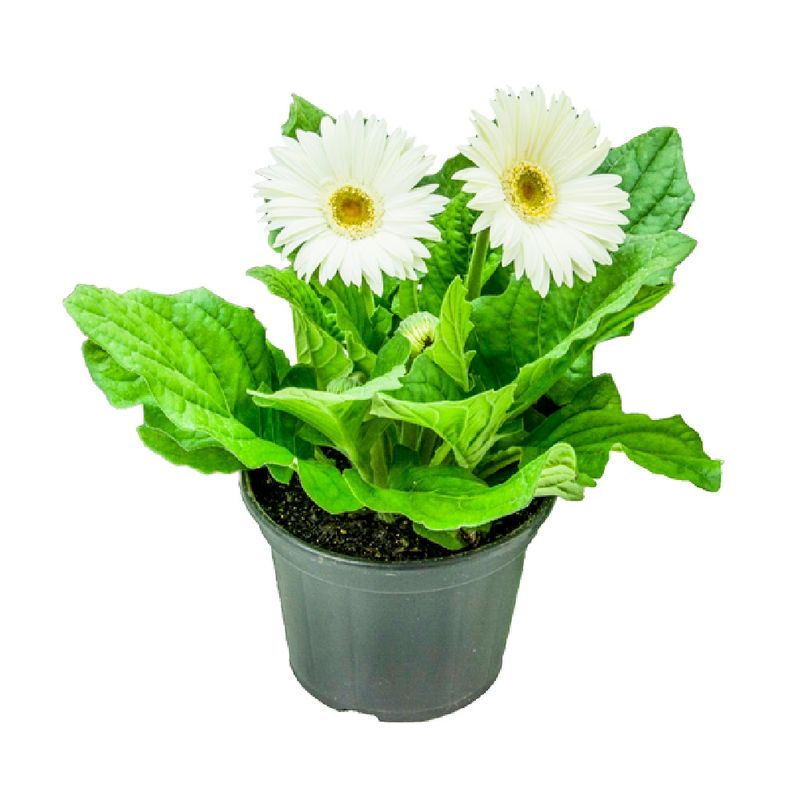 Gerbera