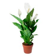 Spathiphyllum Com Flor