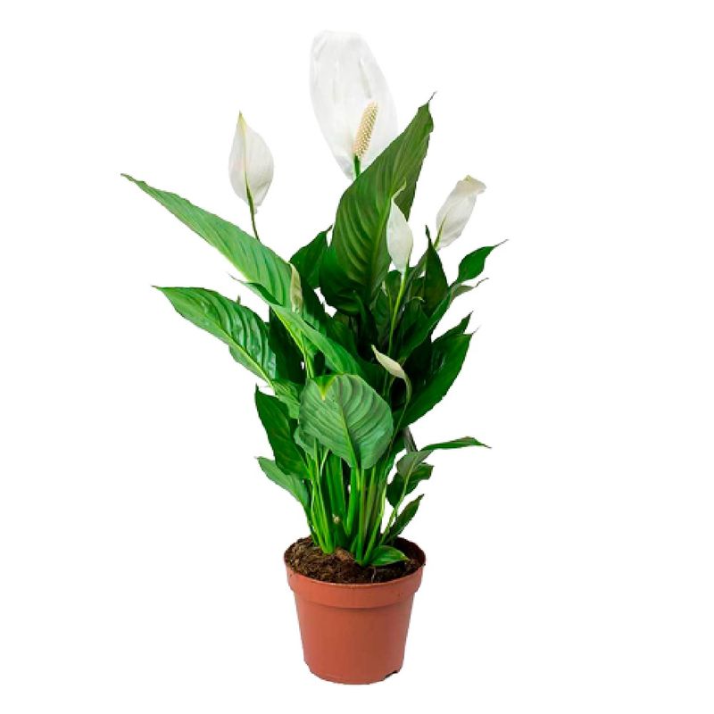 Spathiphyllum-Com-Flor