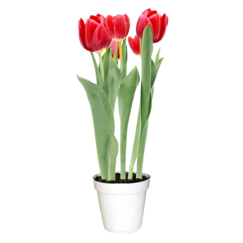 Tulipa-Vermelha