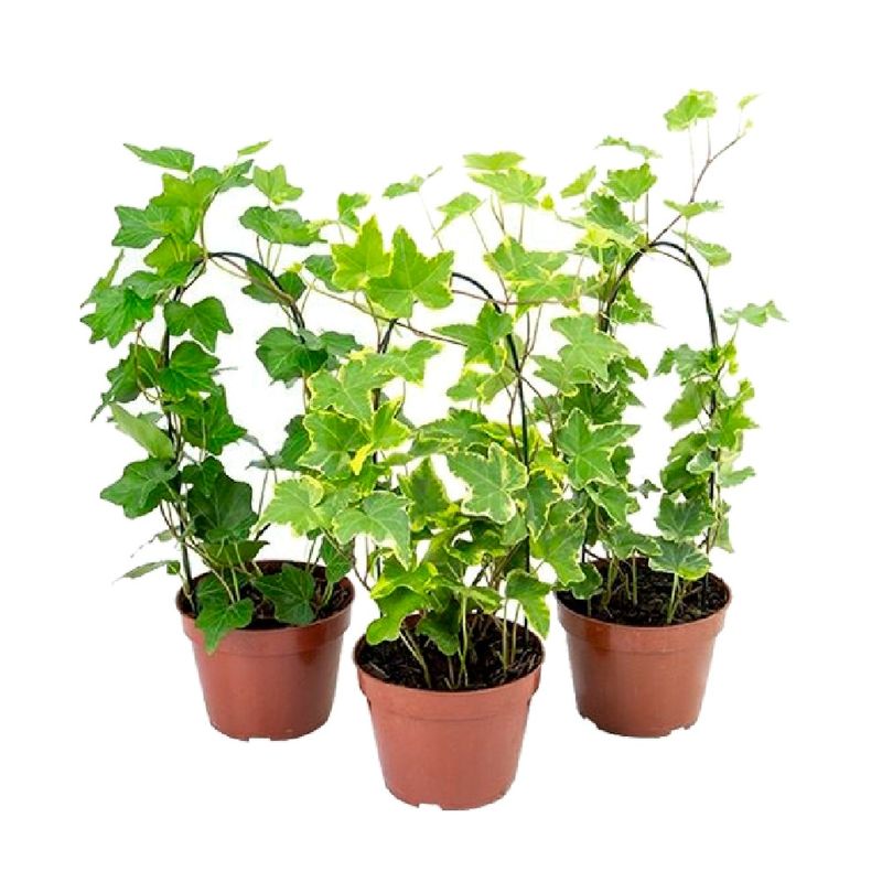 Hedera-Variada
