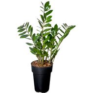 Zamioculcas Pote 17