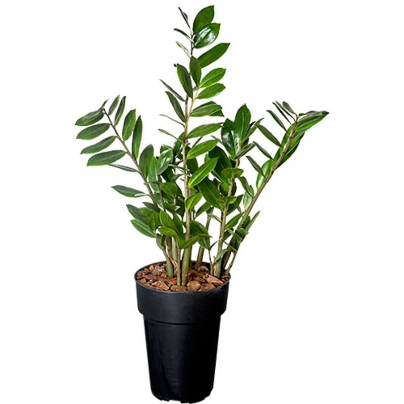 Zamioculcas-Pote-17