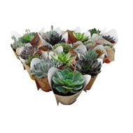 Echeveria Mini