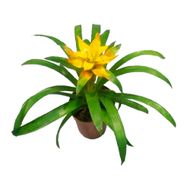 Bromelia Pote 12
