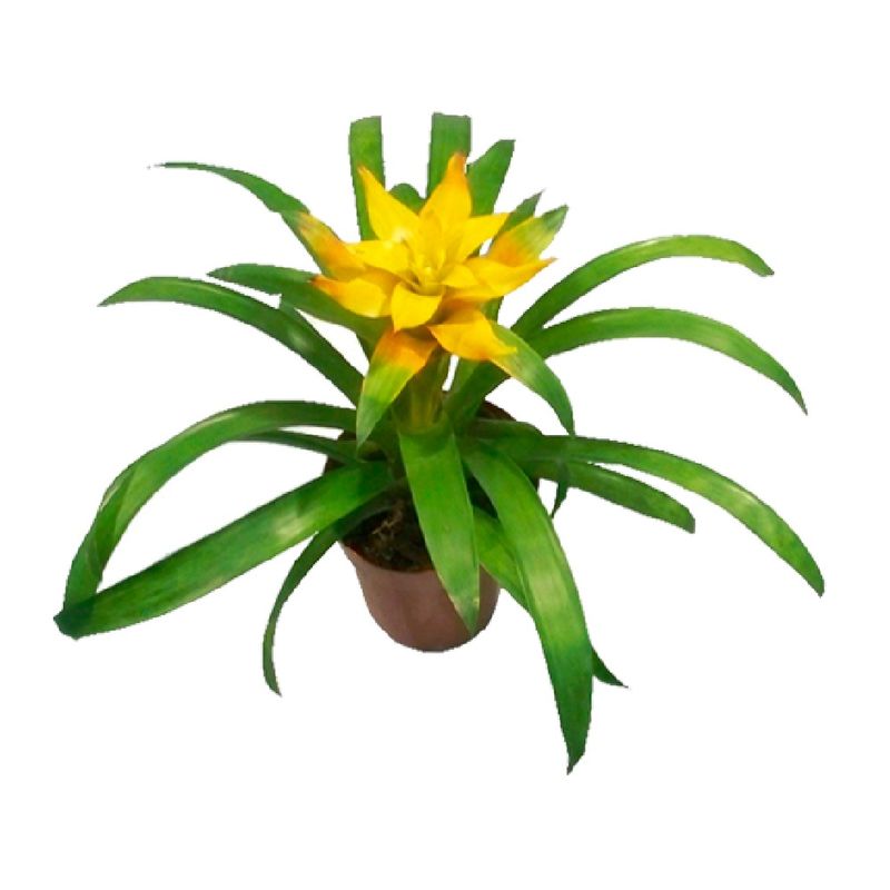 Bromelia-Pote-12