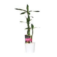 Dracena Luck Bambu 3