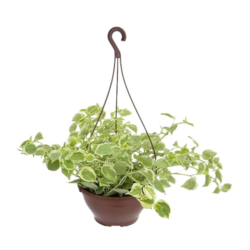 Peperomia-Scands-C21---Variada