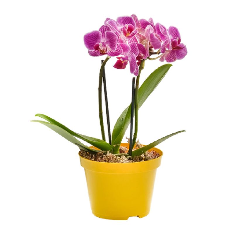 Orquidea-Phalaenopsis-Mini-P06