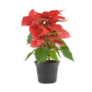 Poinsetia Vermelha P14