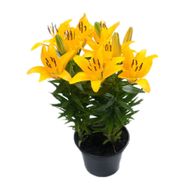 Lirio Tiny Bee Pote 15
