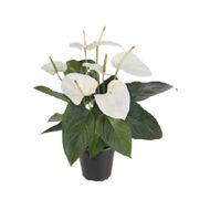 Anthurium Branco Pote