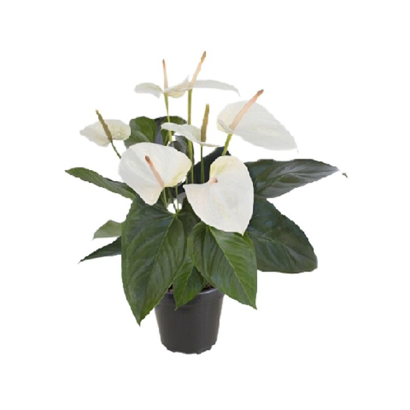Anthurium-Branco-Pote