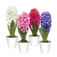 Hyacinthus Pt 09