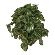Peperonia Melancia C21