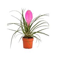 Bromelia Tillandsia 3/4 Flores