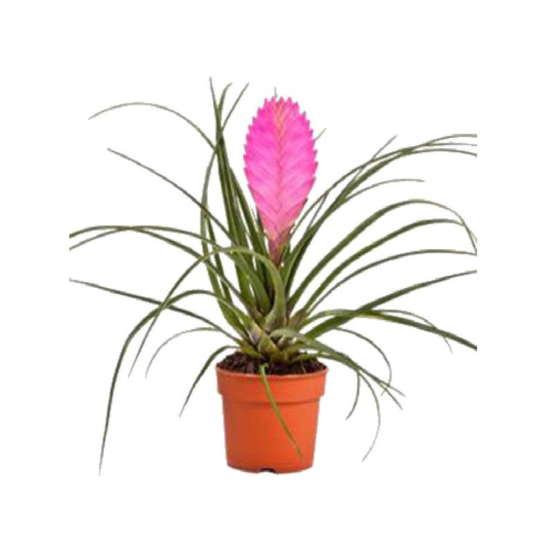 Bromelia-Tillandsia-3-4-Flores