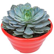 Echeveria C19