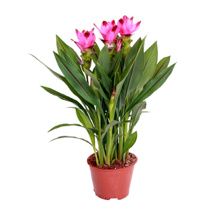 Curcuma-Pote
