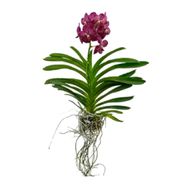 Orquidea Cesta Vazada Vanda