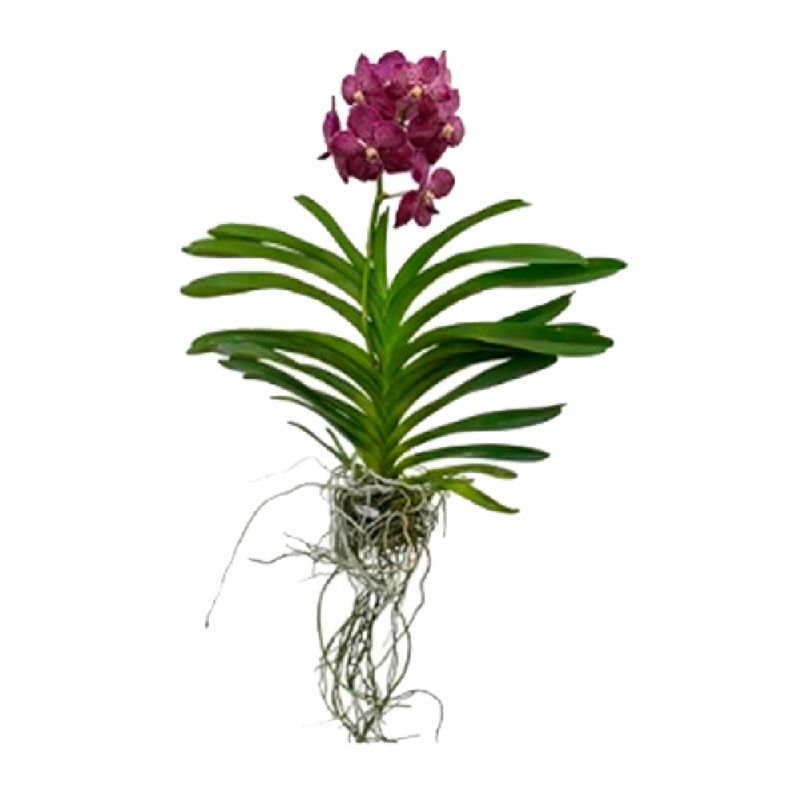 Orquidea-Cesta-Vazada-Vanda