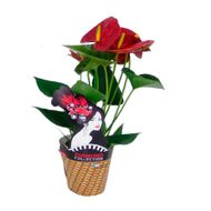 Anthurium Variado Pote 09