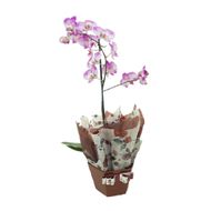 Arranjo De Phalaenopsis Mix Pote 12