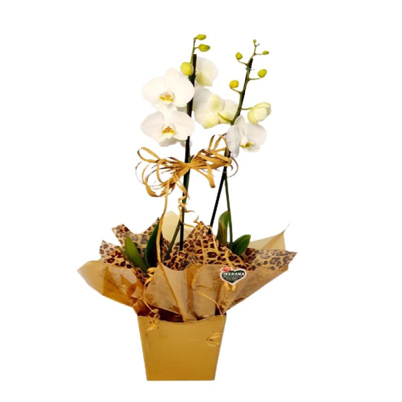 Arranjo-Phalaenopsis-Mini-Pote-09