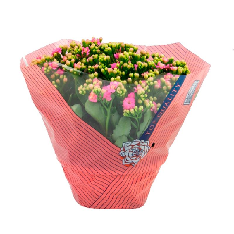 Kalanchoe-Dobrado-C21