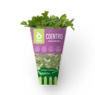 Coentro Hidropônico Oba Bem Querer Unidade