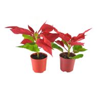 Poinsetia Especial P06