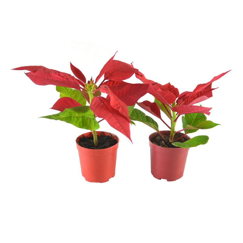 Poinsetia-Especial-P06