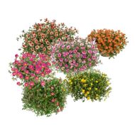 Portulaca Variada C21