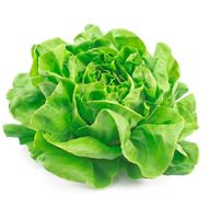 Salada Viva De Alface Baby